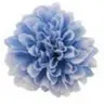 Profile image of 太智