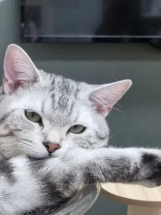 Miny20의 여우가 내 자리를 빼앗았다😨