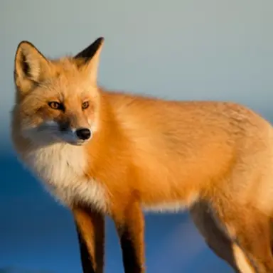 Profile image of 여우