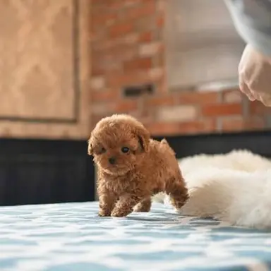 Profile image of 유자키 초코