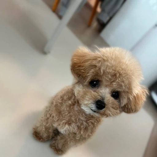시아 주아