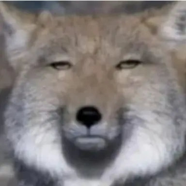 Profile image of 여우