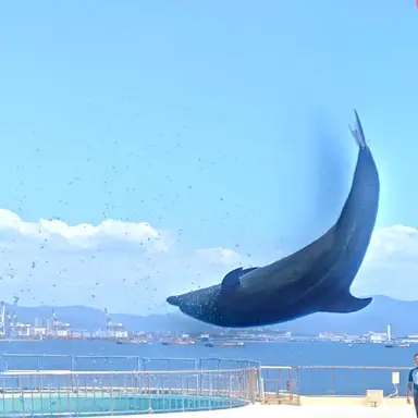 Profile image of ジェイド