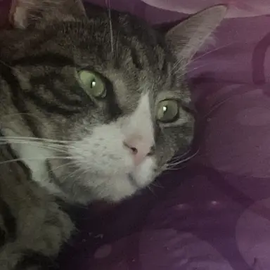 Profile image of Shinobu