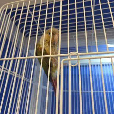 Profile image of 스프런키 들