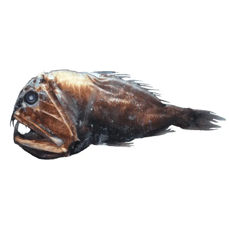 Jessicahuriouch의 나의 눈 멀게 되면.