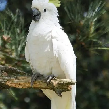 Profile image of 토루