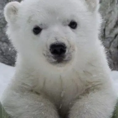 Profile image of 곰곰이