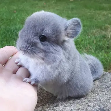 Profile image of 칠칠이