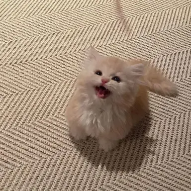 Profile image of 냐냥이