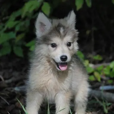 Profile image of 강강이