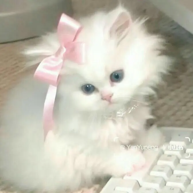 MuteCurry9694의 サンウォン