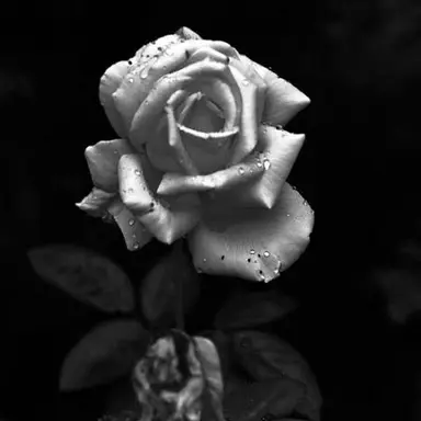 Profile image of 父親