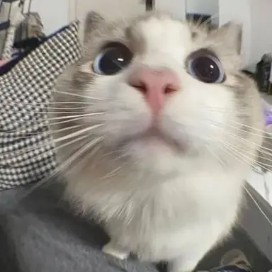 Profile image of 여우