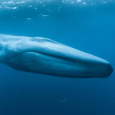 Profile image of Monstro