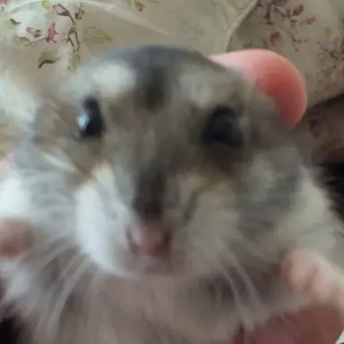 Profile image of 강호