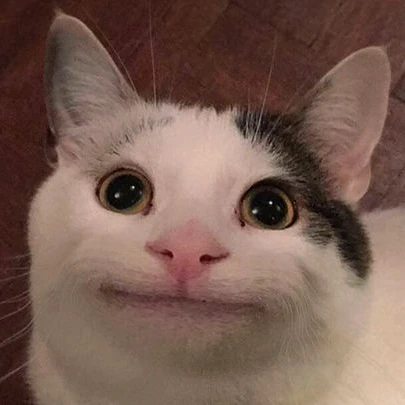 고양이
