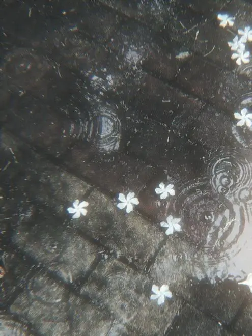 ArdentSun4537의 貴方に忠誠を誓う