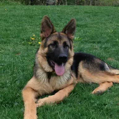 Profile image of Jaxon
