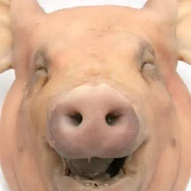 Profile image of 식탐