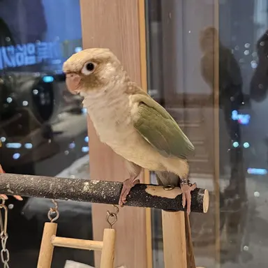 Profile image of 라임