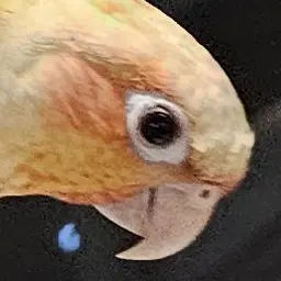 Profile image of 자몽