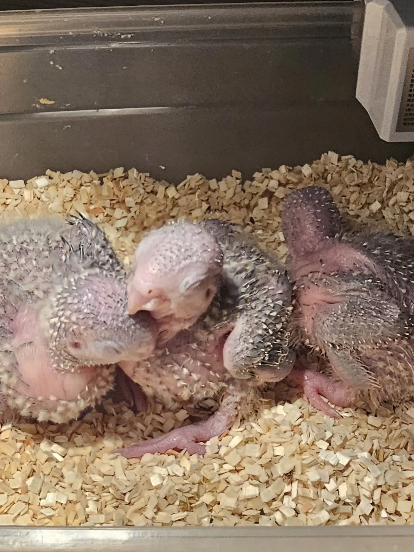 Lemon_an_parrot의 쌈뽕한 앵무새들과 대화하긔(병맛)