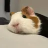 Profile image of さくや