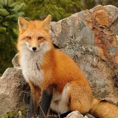Profile image of 여우