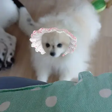 Profile image of 차코코
