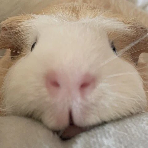 가니