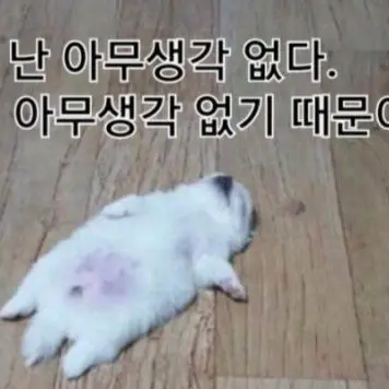 Profile image of 후르츠 요거트 쿠키
