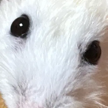 Profile image of 여우