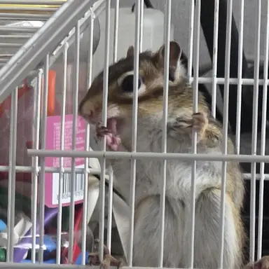 Profile image of 라쮸