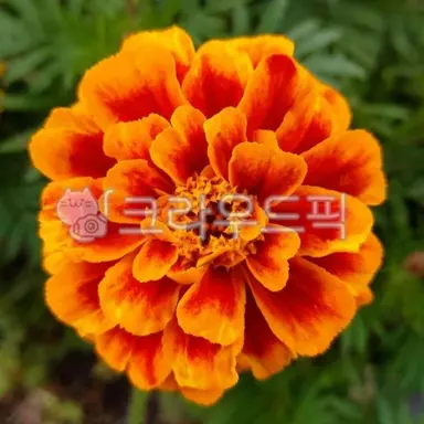 Profile image of フォックス