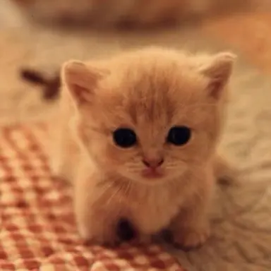 Profile image of 아기고양이