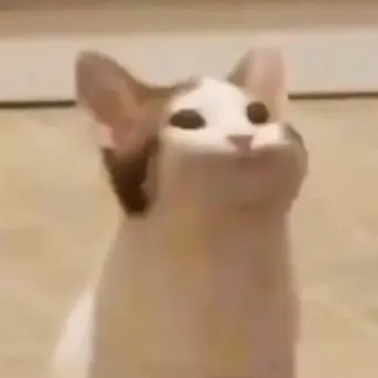 asadadafafaf의 릉캣이