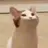 릉캣이