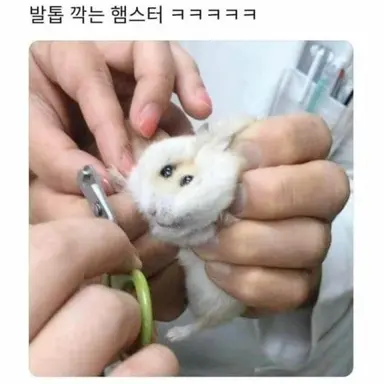 Profile image of 스트링젤리