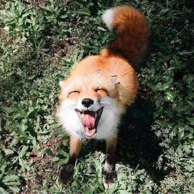 Profile image of Fox
