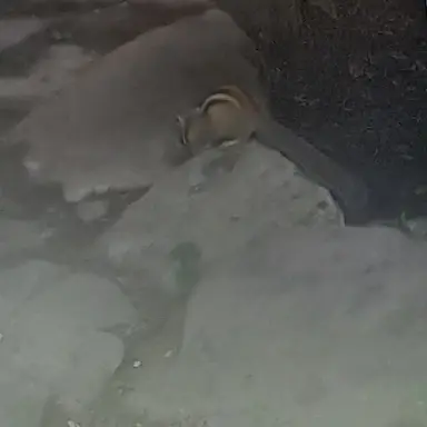 Profile image of 스키즈 여우 댄스부