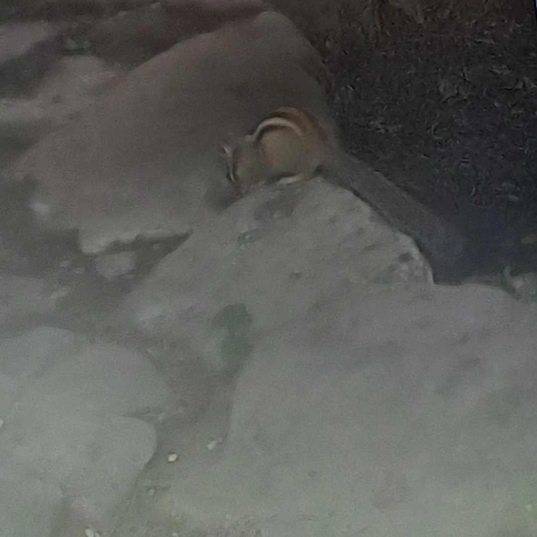 스키즈 여우 댄스부