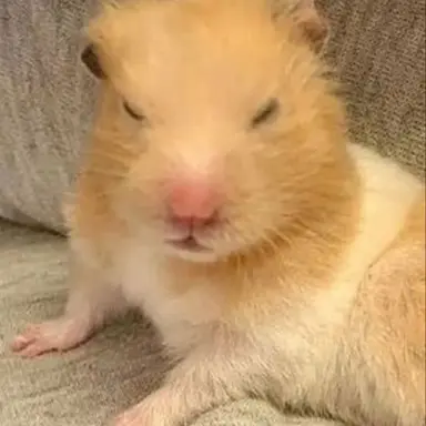 Profile image of 모양몬