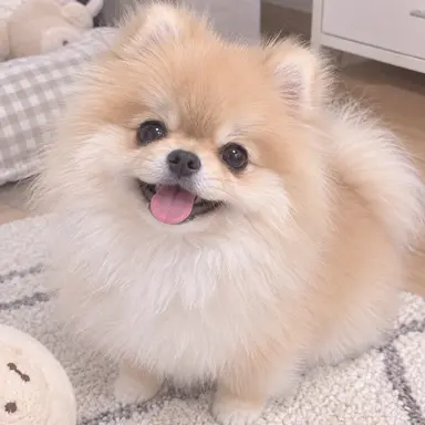 Profile image of 폼이