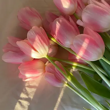 Profile image of 菊
