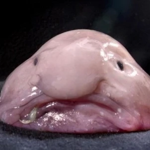 블롭 피쉬