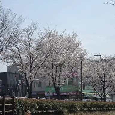 Profile image of 칸로지 미츠리