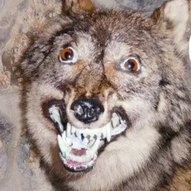 Profile image of 늑대