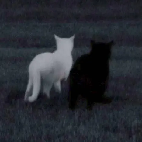 BrassyDeath6152의 中学校