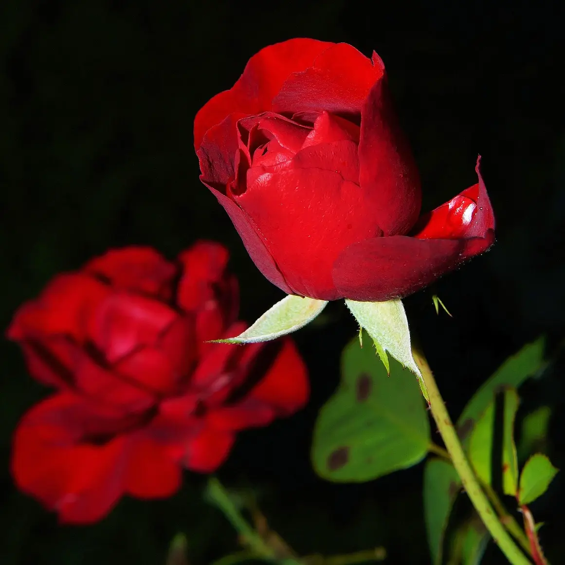 DullPug3482의 장미,그리고 철혈 속의 사랑